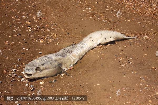 死魚