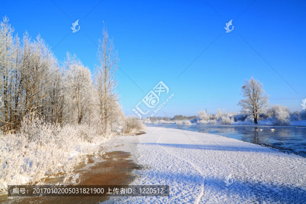 海岸上的雪灌木