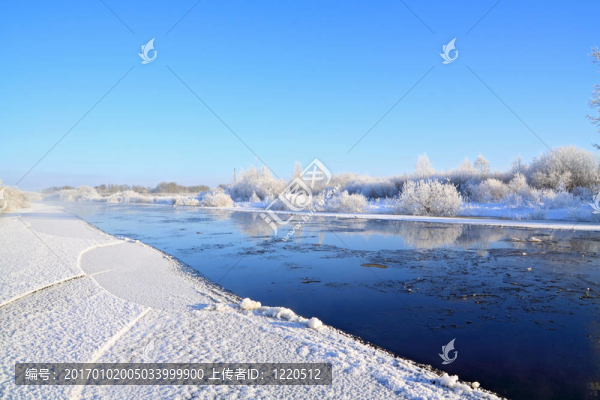 海岸上的雪灌木