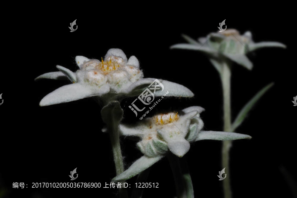 在夜的雪絨花