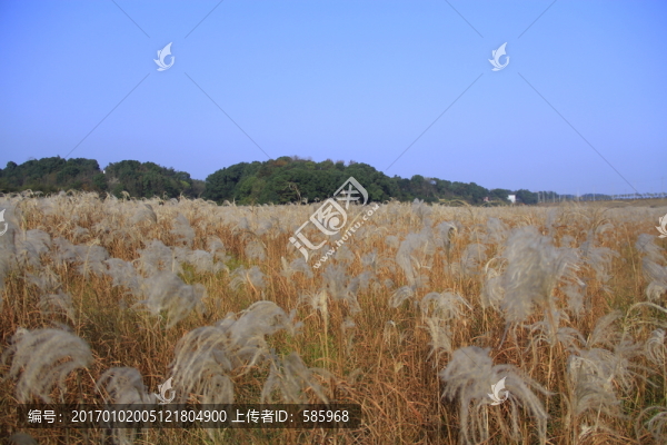 大片蘆葦蕩