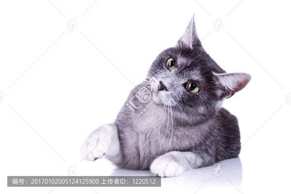 灰貓伸手