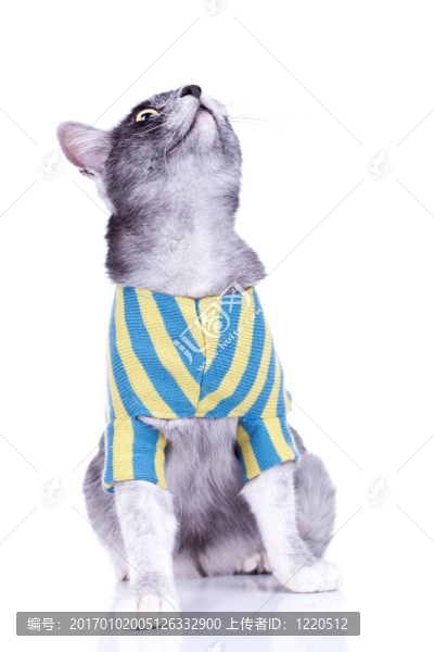 可愛的灰貓?zhí)ь^