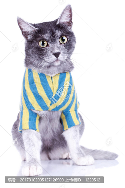 可愛的貓穿著衣服