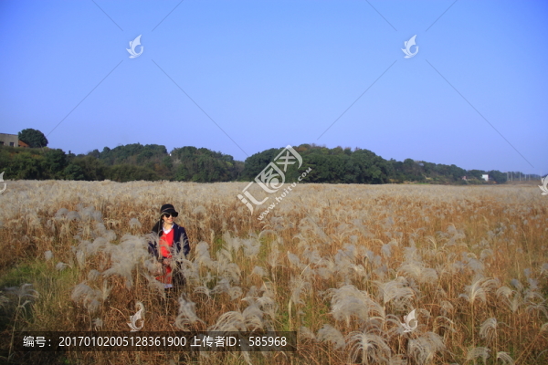 大片蘆葦蕩