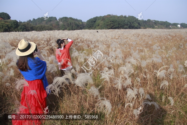 拍蘆葦