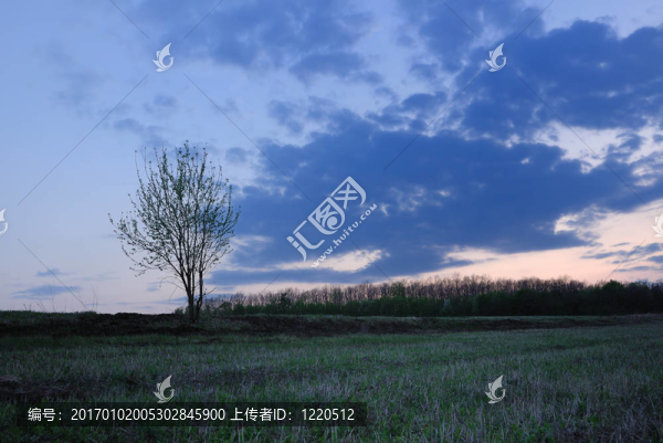孤獨(dú)的樹