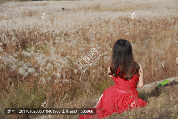 看蘆葦