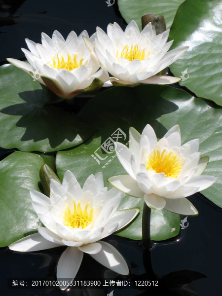 水百合