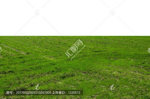 草地