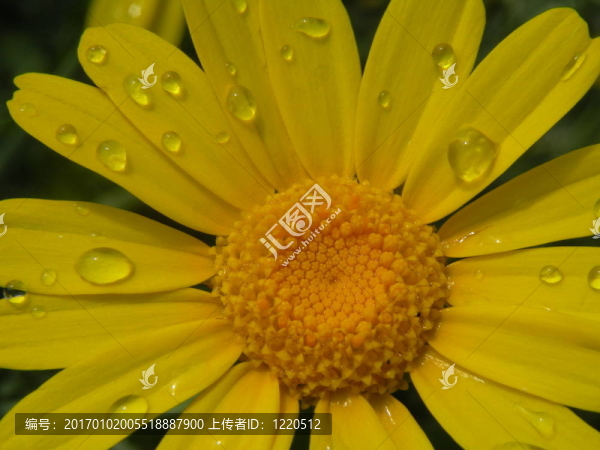 花田