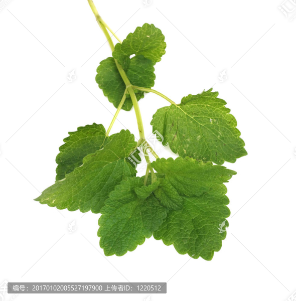 綠薄荷。孤立的白色