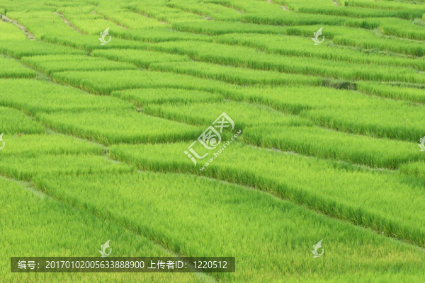 稻田