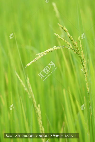 稻田