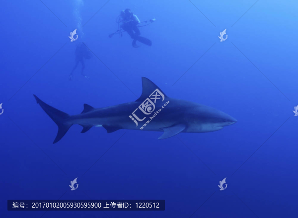 拍攝鯊魚