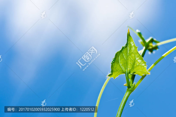 綠葉和藍(lán)天