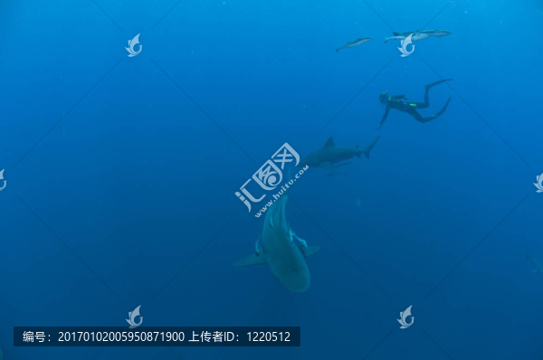與鯊魚(yú)