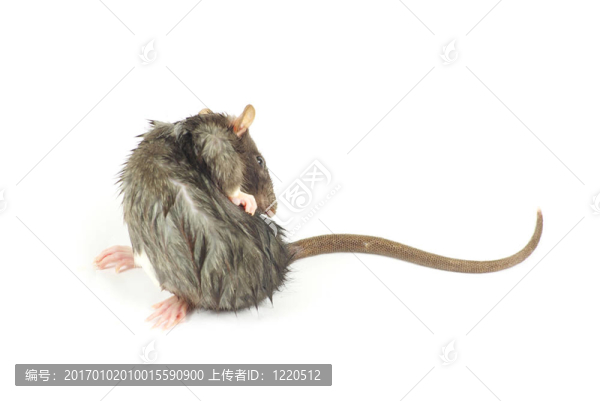 老鼠