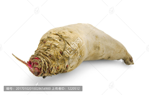 甜菜根