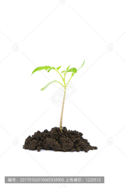 綠色植物