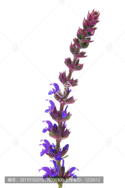 鼠尾草花分離