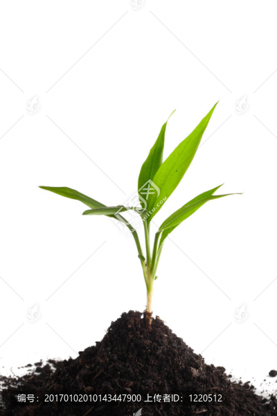 土壤中的小綠芽