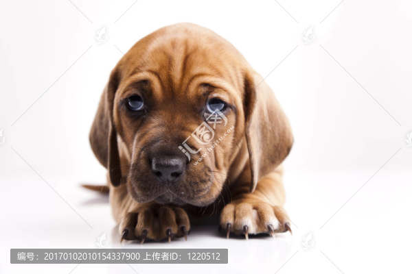 狗