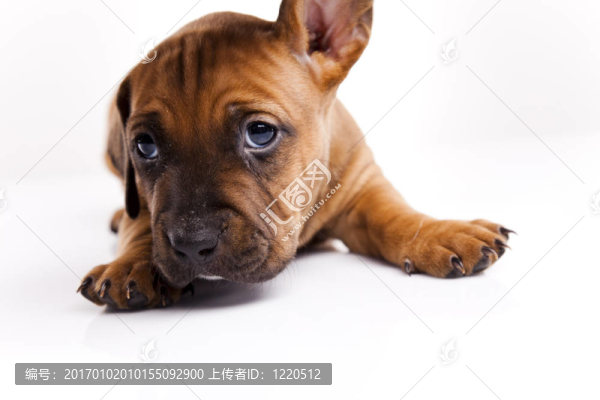 狗