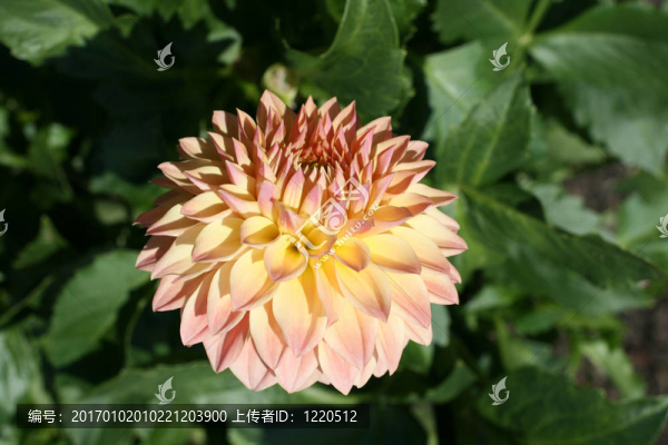 大麗花在花園