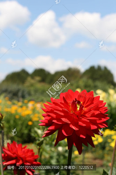 大麗花在花園