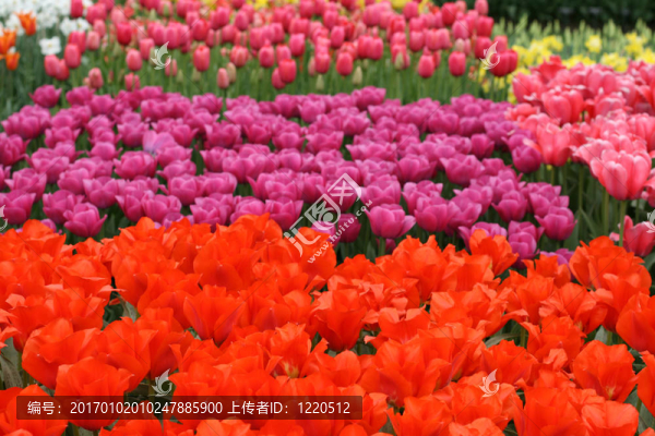 郁金香