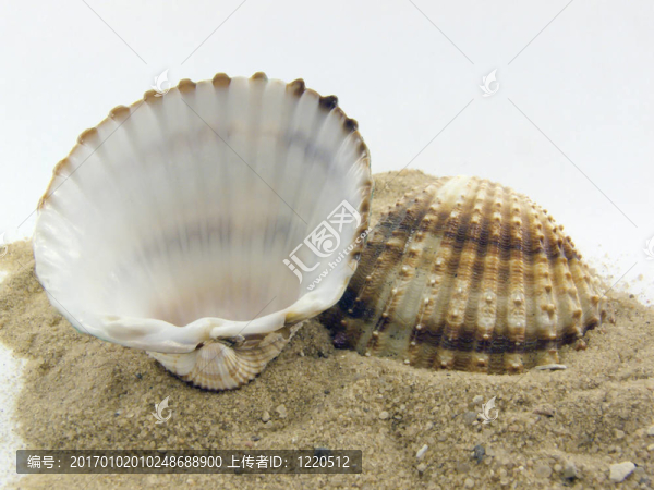兩海貝殼