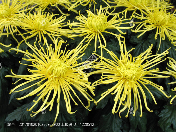 菊花