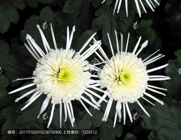 菊花