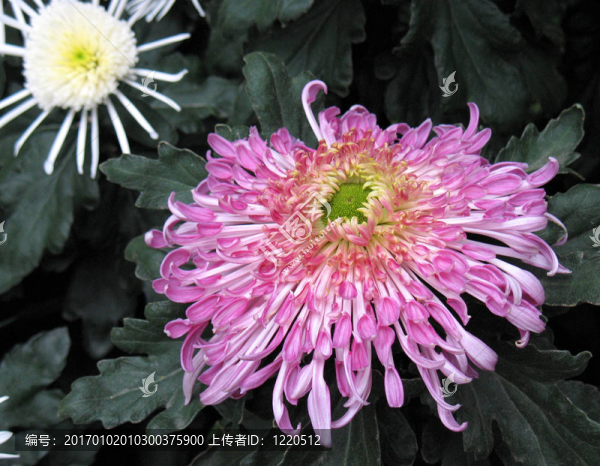 菊花