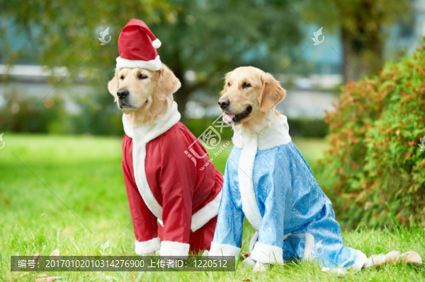 在新的一年兩黃金獵犬的狗衣服