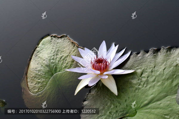 水百合