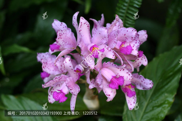 蘭花