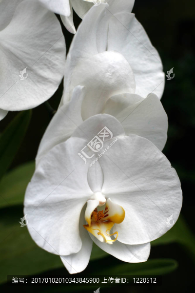 蘭花