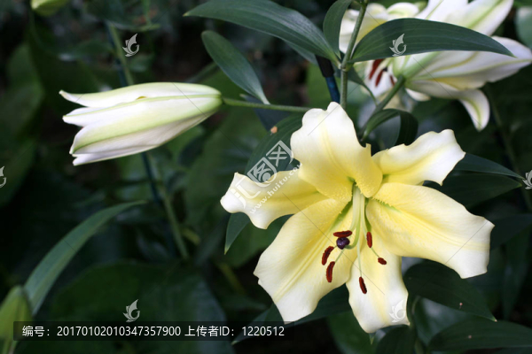 莉莉在花園里