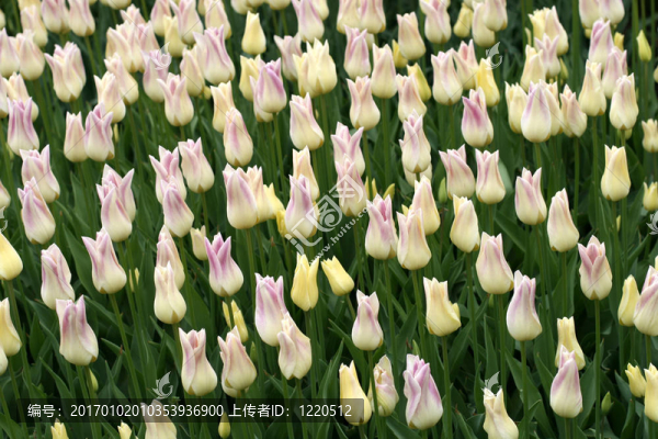 郁金香