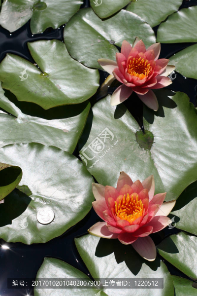 水百合