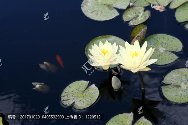 水百合