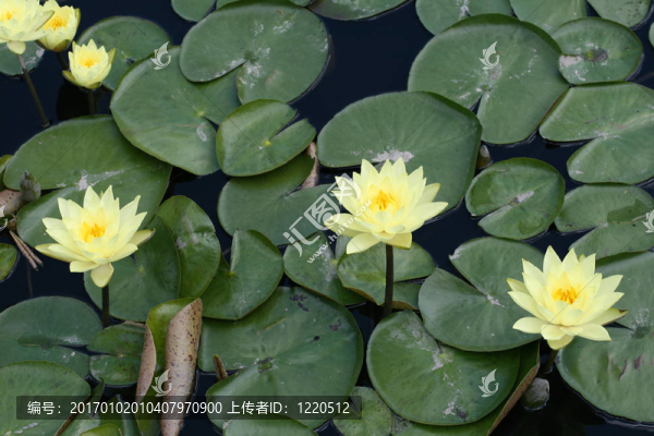 水百合