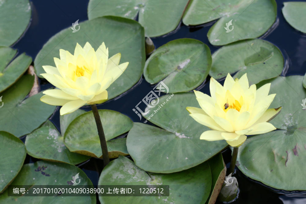 水百合