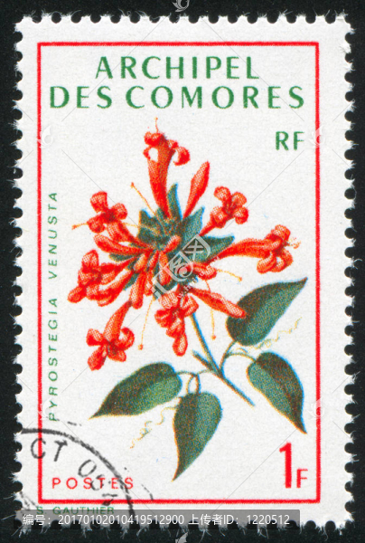 炮仗花
