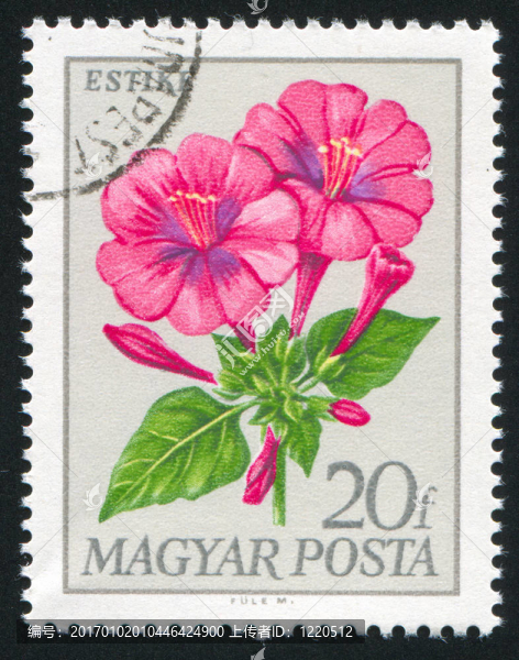 香芥屬
