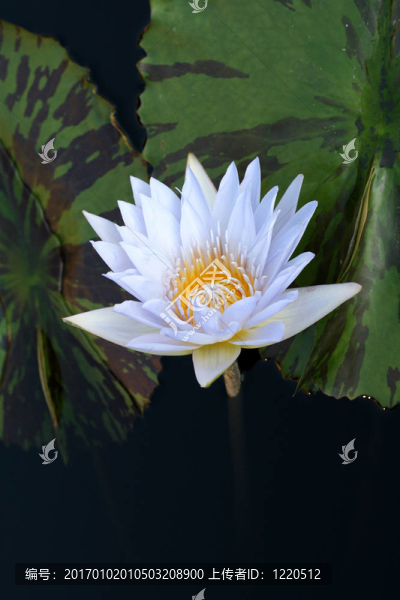 水百合