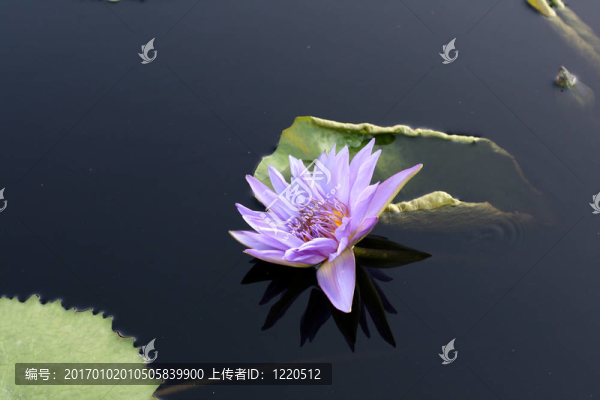 水百合