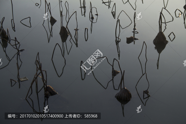 冬日殘荷
